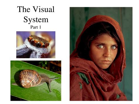 Ppt The Visual System Part 1 Powerpoint Presentation Free Download
