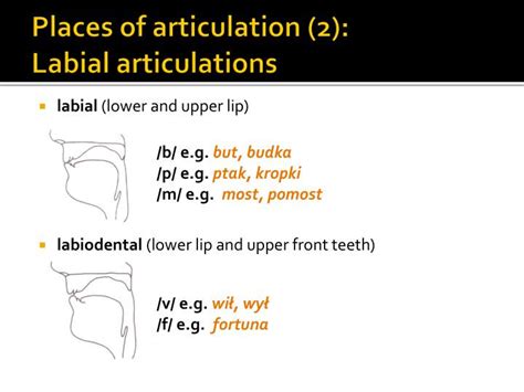Ppt The Vocal Tract And Initiation Of Speech Anatomy And Physiology