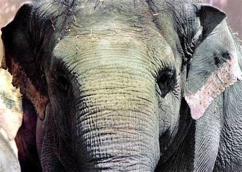 Indian Elephant 2 Elephas Maximus Indicus India Indian Flickr