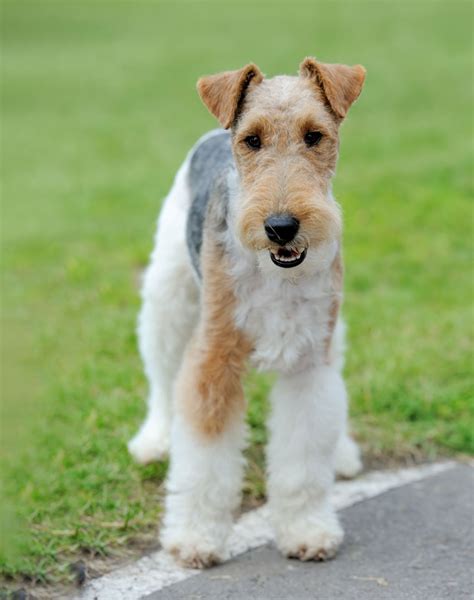 Top 100 Image Wire Hair Fox Terrier Vn