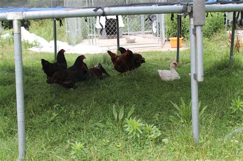 Some Of Our Barnevelder Hens And Their Duck Friend Visit