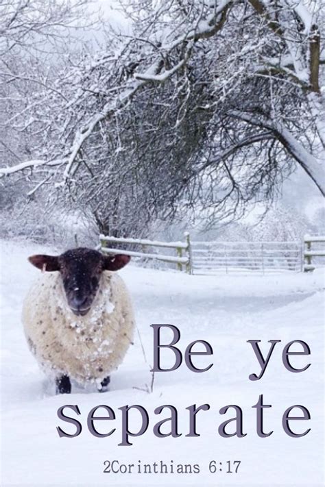 A Sheep Is Walking Through The Snow In Front Of A Fence And Trees With