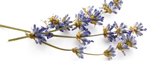 Купить вино la vinchi merlot, 750 мл по цене 354 руб. Wat is aromatherapie? | Lavinchi.com | Natural Life