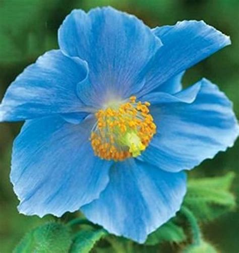 Rare Blue Corn Iceland Poppy Annual Flowers · Quantity 100 Seeds