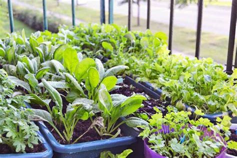 The Best 11 Vegetables To Grow In Pots And Containers Gardeners Path