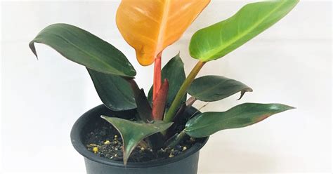 Philodendron Pink Princess Philodendron Erubescens Care