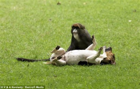 Monkeying Around With Dogs Playful Three Are Best Friends Daily