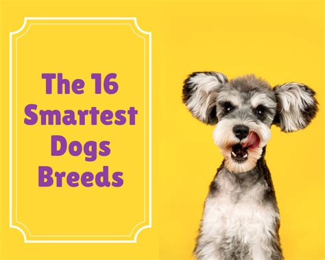 The 16 Smartest Dogs Breeds Pethelpful