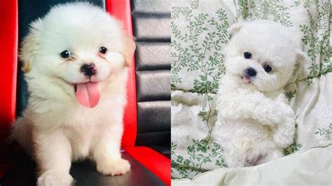 7 Hypoallergenic Small Dogs That Dont Shed Puppies Club