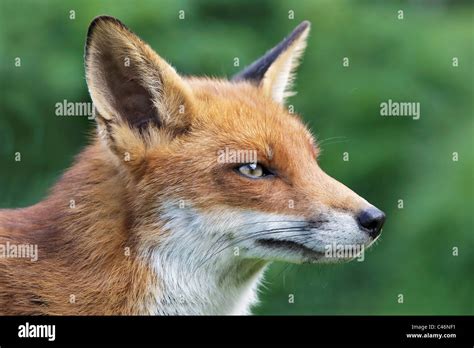 A Female Fox Red Fox Close Up Of A Captive Specimen Stock Photo Alamy