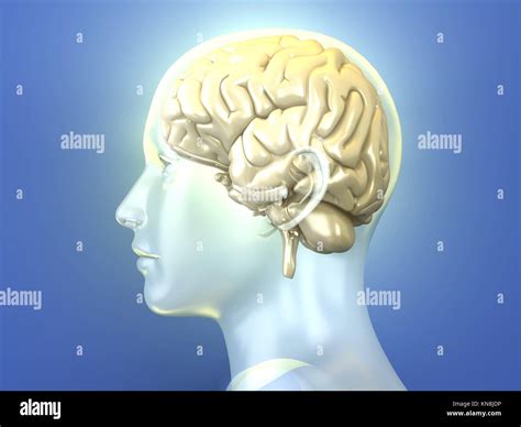 Le Cerveau Humain Rendu 3d Illustration Anatomique Photo Stock Alamy