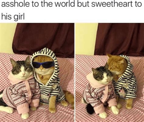 47 Ridiculous Animal Memes That Will Make You Laugh Every Single Time