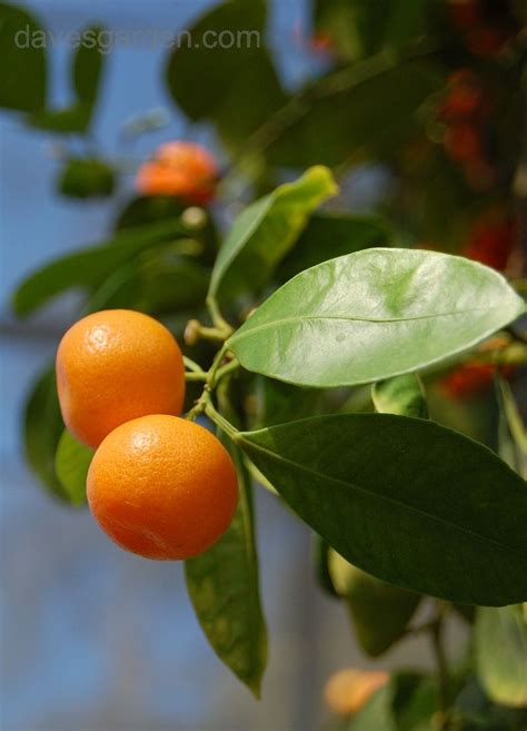 Calamondin Oranges This Hybrid Between Mandarin Orange And Kumquat