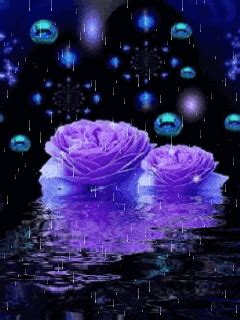 Search, discover and share your favorite rose gifs. BLUE ROSES IN THE RAIN | Cool pictures for wallpaper ...