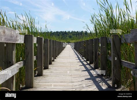Boardwalk Over The Marsh Stock Photo Alamy
