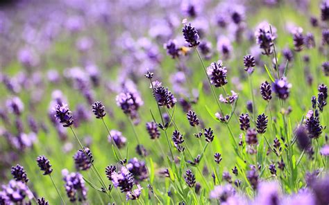 Lilac Lavender Field Wallpaper 2560x1600 30826