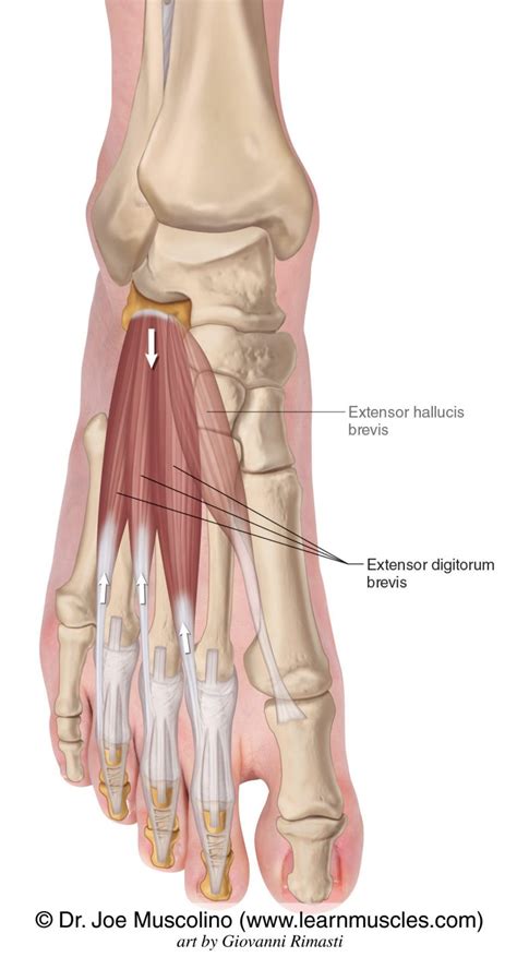 Extensor Digitorum Muscle Anatomy