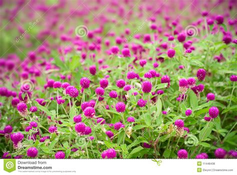 Beautiful Purple Flowers Gomphrena Globosa Royalty Free
