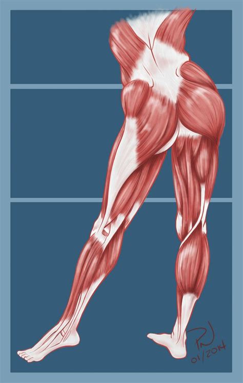 Leg Muscles Anatomy Hip Anatomy Human Muscle Anatomy Anatomy Study The Best Porn Website