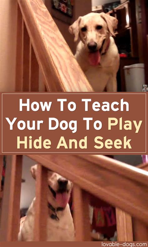 Lovable Dogs How To Teach Your Dog To Play Hide And Seek Lovable Dogs