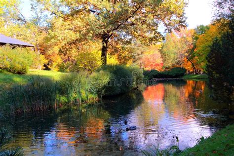 Beautiful Autumn Pond With Ducks And Trees Reflected In Water Stock