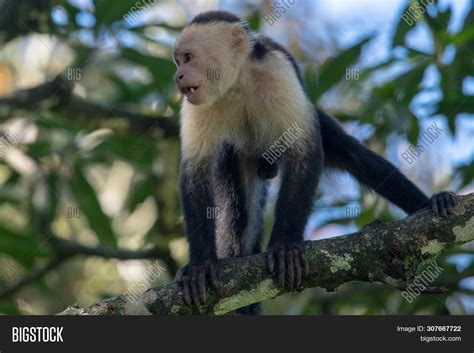 White Headed Capuchin Monkey Cebus Capucinus Resting In National Park