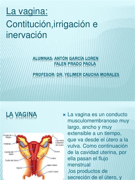 Anatomia De La Vagina Pdf Vagina Labios
