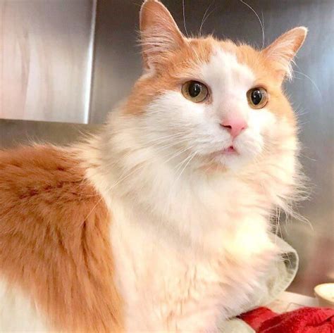 Naturally fresh is the official cat litter of helen woodward animal center. Senior Cat Returned 8 Years After Adoption Due To New Baby ...