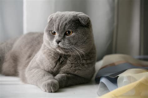 World S 10 Cutest Cat Breeds 10 Most Today
