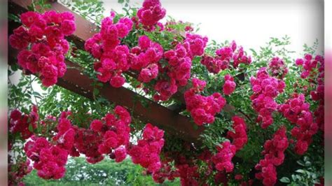 How To Care For The Climbing Rose Climbing Rose Care And Cultivation