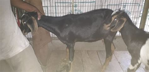 Black Bengal Goat Khasimalefemale 7 To 12 Months 10 To 15 Kg Rs