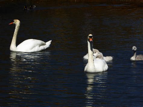 Free Images Wing Pond Swim Spring Reflection Beak Fauna Swan