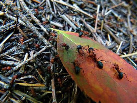 10 Curiosidades Incríveis Sobre Formigas