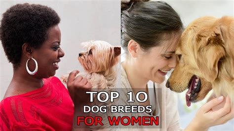 Top 10 Cute And Adorable Dog Breeds For Women Youtube
