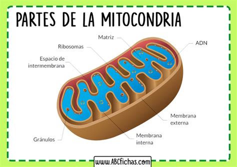 La Mitocondria Funcion Estructura Y Partes Que La Componen