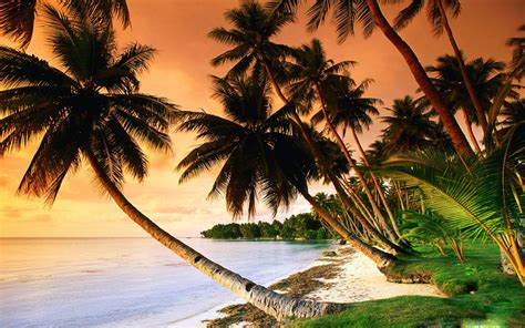 Palm Tree Wallpaper Desktop Images