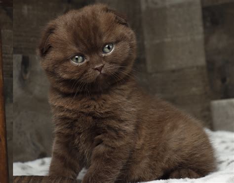Available Kittens Scottish Fold Kitten