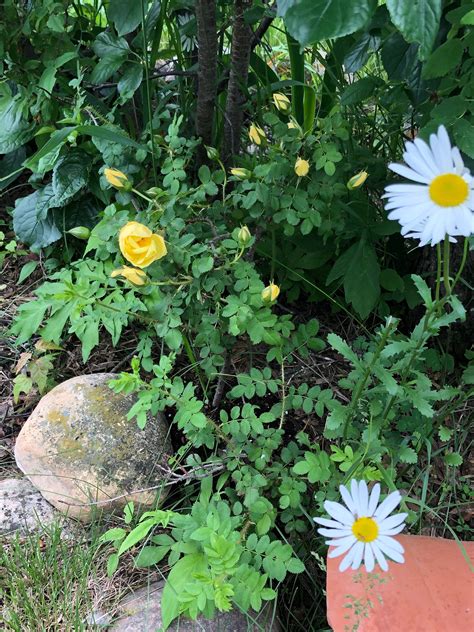 My brave little Charlie rose. Named for my surprise grandson born