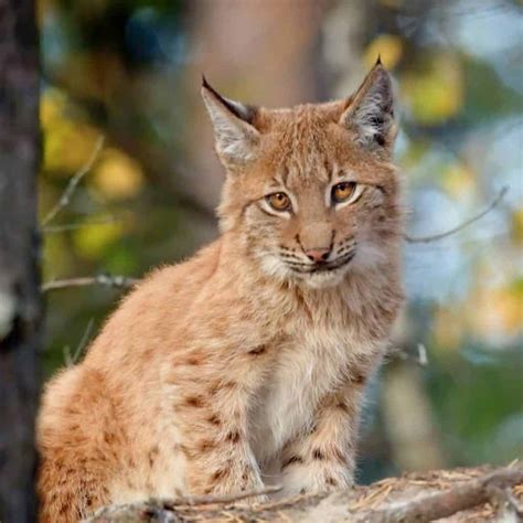 Caged For Years Lynx Finally Raises Own Kittens - Kingdoms TV
