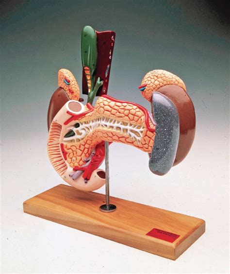 Denoyer Geppert® Upper Abdominal Organs Model Vwr