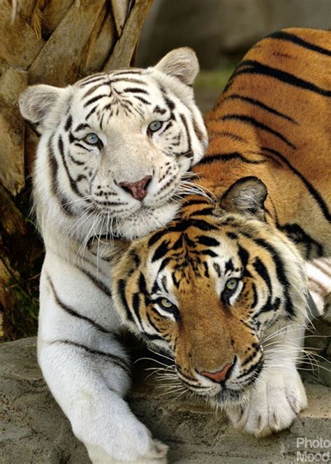 What Animals Are The Enemies Of The White Tiger Quora