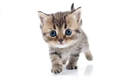 Kitten Png Images Transparent Background Png Play