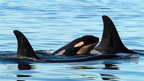 Bc Killer Whales Endangered Status Challenged British Columbia