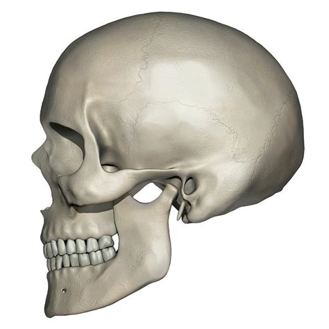 Lateral View Of Human Skull Anatomy Photograph By Alayna Guza