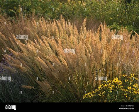 Calamagrostis Brachytricha Korean Feather Reed Grass With Flowering