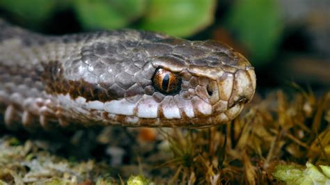 European Snakes Common Adder Vipera Berus Youtube