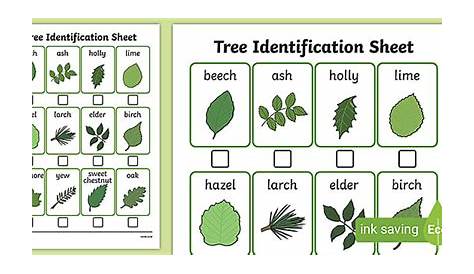 Tree Identification Sheet | Identify Trees in Spring | Wood