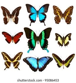Colecci N De Diferentes Tipos De Mariposas Foto De Stock Shutterstock