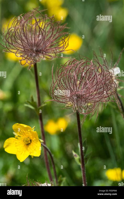 Alpine Flowers Yellow Alpine Anemone Pulsatilla Vernalis Stock Photo