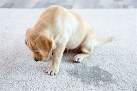 Dog Scratching Carpet Causes And Prevention For Clean Homes